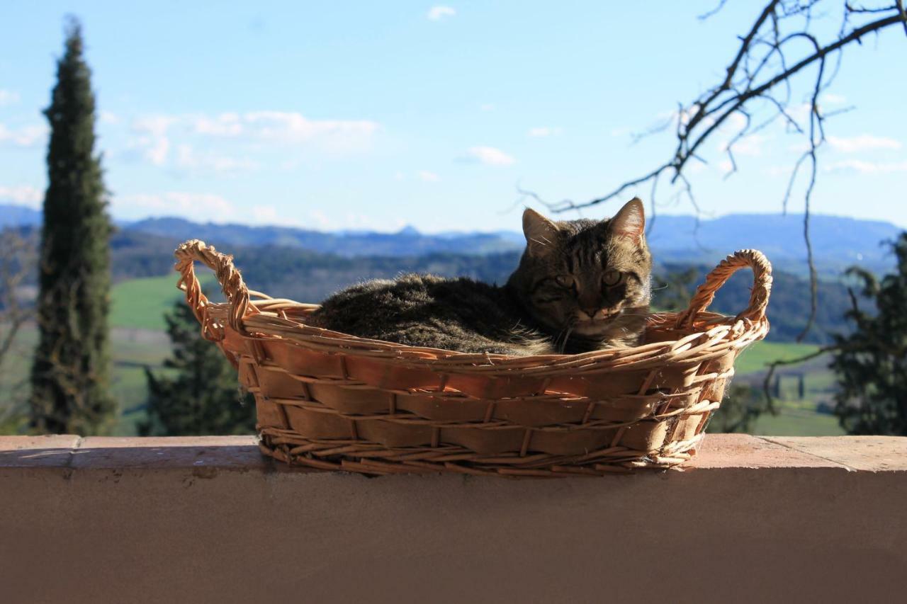 Bb Gli Aristogatti Bed and Breakfast Ghizzano Εξωτερικό φωτογραφία